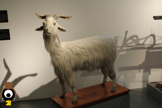 Pringle: 200 Years of Woolly Thinking